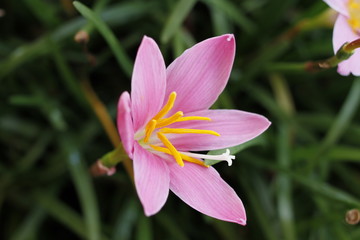 Fototapeta premium fiore