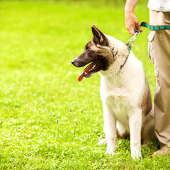 Man and Akita Inu dog  walk in the park. 