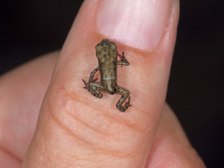 Baby frog, froglet on woman's thumb. Tiny. c 1cm.