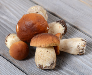 The raw boletus edulis a background