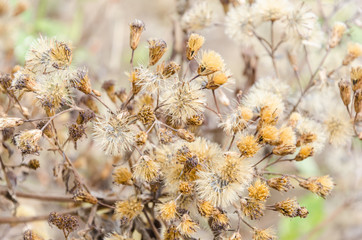 brown dry bloom grass