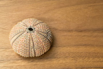 Shell of a sea urchin