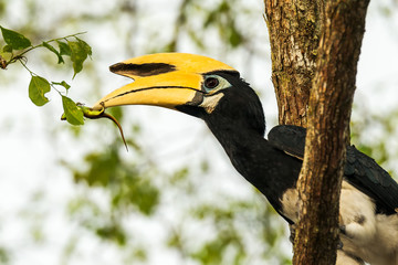Hornbill