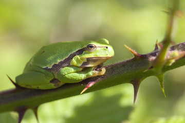 Europäische Laubfrosch mit erhobenem Finger