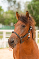 Horse close up