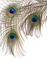 Fototapeta premium Feather of peacock isolated on white background