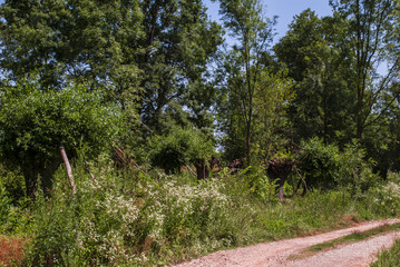 Passage Through the Forest Undergrowth