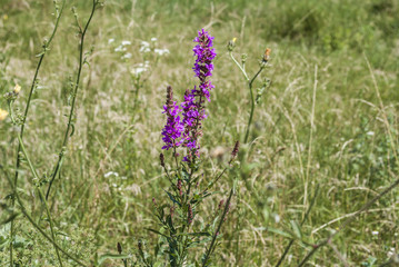 Purple Flower, Green Field