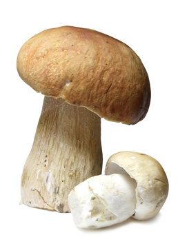 Cepe mushrooms isolated on white