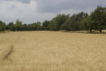Fototapeta premium barley field