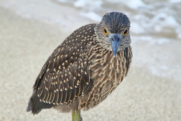 Striated Galapagos heron (Butorides striata) in Santa Cruz