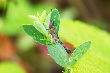 a grasshopper behind a leaf