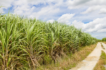 Sugarcane field and road with white cloud