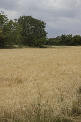 barley field