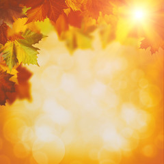 Naklejka na ściany i meble Abstract autumnal backgrounds with maple foliage and beauty boke