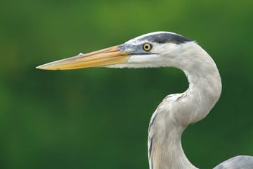 reat blue heron in Santa Cruz island