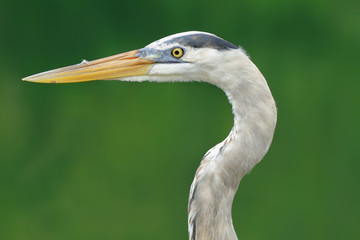 reat blue heron in Santa Cruz island