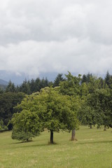 rainclouds over a tree
