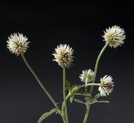Berg-Klee, Trifolium, montanum,