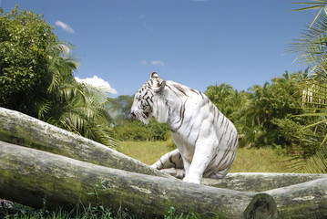 Tigre bianca