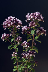Dost; Origanum vulgare; Oreganum; Wilder; Majoran;