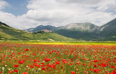 Castelluccio di Norcia - Monti Sibillini