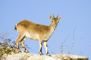 Naklejka na ściany i meble Iberian ibex, Capra pyrenaica