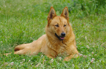 Naklejka na ściany i meble Young mixed breed dog having rest in the spring grass