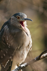 Black-crowned night heron.  (juvenile)