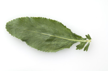 Balsamkraut, Frauenminze, Chrysanthemum, Tanacetum, balsamita, M