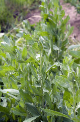 Balsamkraut, Frauenminze, Chrysanthemum, Tanacetum, balsamita, M