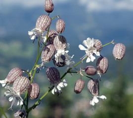 Nickendes, Leimkraut, Silene, nutans,