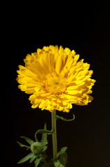 Ringelblume; Calendula Officinalis;