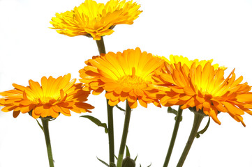 Ringelblume; Calendula Officinalis;