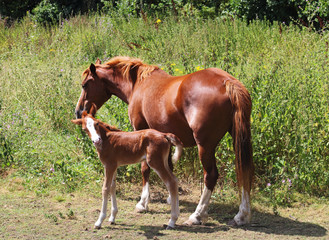 Obraz premium A Foal in an english meadow