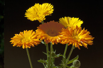 Ringelblume; Calendula Officinalis;