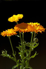 Ringelblume; Calendula Officinalis;