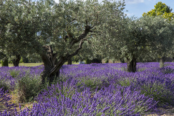 Lavande champs Provence France