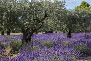 Fotobehang Lavendelvelden Provence Frankrijk © taniabrun