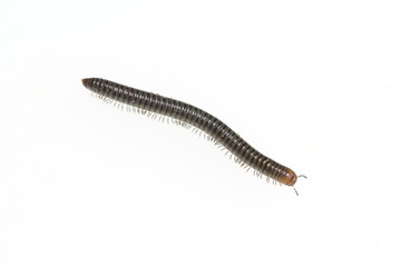 Schwarzer, Schnurfuesser, Tachypodoiulus, niger,