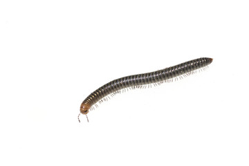 Schwarzer, Schnurfuesser, Tachypodoiulus, niger,