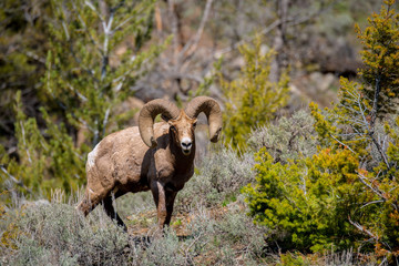 Big Horn Ram warily approaches photographer