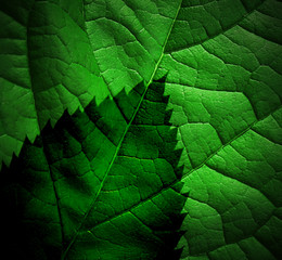 Fototapeta na wymiar Bright leaf, close up