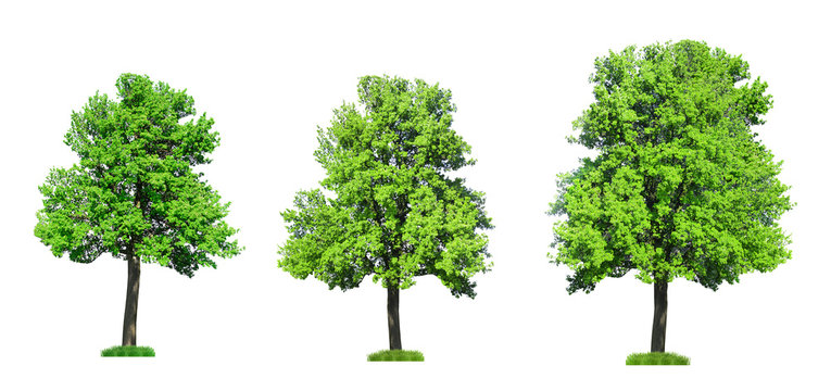 Fototapeta Collage of big old trees isolated on white