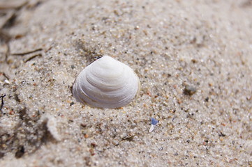 Muschel II