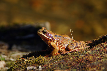 Frosch
