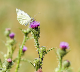 Kohlweißling auf Distelblüte