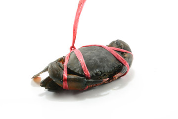sea crab isolated on white background 