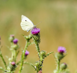 Kohlweißling auf Distelblüte