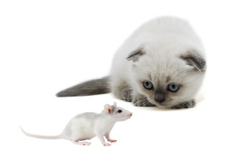 mouse and cat looking